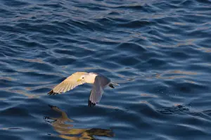 Shetland Prints: Kittiwake Risa tridactyla Shetland Scotland spring