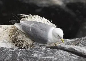 Cliff Prints: Kittiwake Rissa tridactyla adult and chick on cliffside nest Inner Farne farne Islands