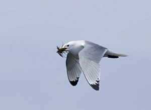 Kittiwake Rissa tridactyla carrying nest material land Inner Farne farne Islands Kittiwake Rissa tridactyla carrying nest material land Inner Farne farne Islands