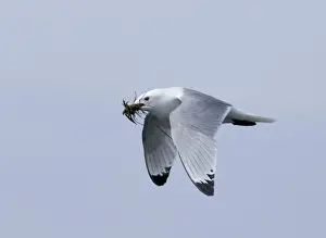 Nest Material Prints: Kittiwake Rissa tridactyla carrying nest material land Inner Farne farne Islands
