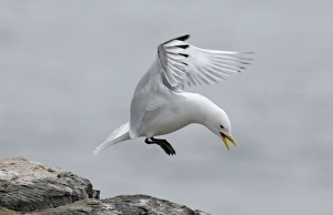 Kittiwake Rissa tridactyla coming in to land Inner Farne farne Islands Northumberland Kittiwake Rissa tridactyla coming in to land Inner Farne farne Islands Northumberland