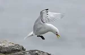 Kittiwake Rissa tridactyla coming in to land Inner Farne farne Islands Northumberland