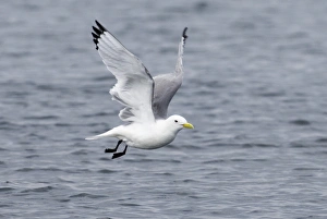 Kittiwake Rissa tridactyla Inner Farne farne Islands Northumberland summer Kittiwake Rissa tridactyla Inner Farne farne Islands Northumberland summer