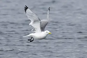 Kittiwake Rissa tridactyla Inner Farne farne Islands Northumberland summer