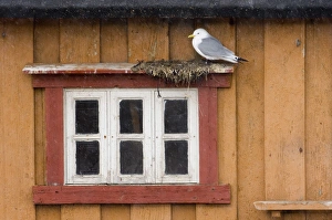 Kittiwakes Risa tidactyla nesting on nest ledge on side of building in Vado Kittiwakes Risa tidactyla nesting on nest ledge on side of building in Vado