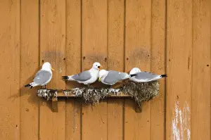 Kittiwakes Risa tidactyla nesting on nest ledge on side of building in Vado, Varanger