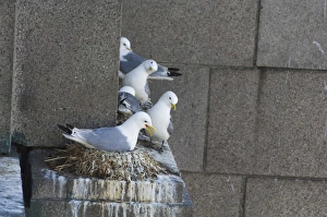 Kittiwakes Risa tridactyla on Tyne Bridge Newcastle City Centre Kittiwakes Risa tridactyla on Tyne Bridge Newcastle City Centre