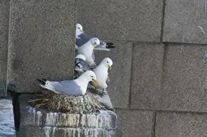 Urban Prints: Kittiwakes Risa tridactyla on Tyne Bridge Newcastle City Centre