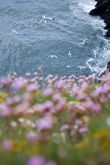 Rspb Reserve Prints: Kittiwakes and Thrift on cliff top Fowlsheugh RSPB reserve Scotland May