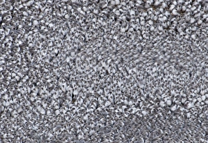 Knot Caildris canutus at high tide roost Snettisham RSPB Reserve The Wash Norfolk Knot Caildris canutus at high tide roost Snettisham RSPB Reserve The Wash Norfolk