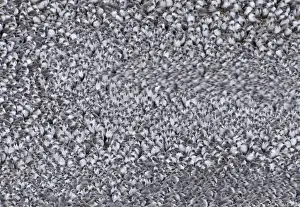 Knot Prints: Knot Caildris canutus at high tide roost Snettisham RSPB Reserve The Wash Norfolk