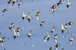 Knot Prints: Knot calidris canutus arriving at high tide roost on island in gravel pit at Snettisham