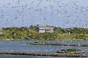 Knot calidris canutus arriving at high tide roost on island in gravel pit at Snettisham