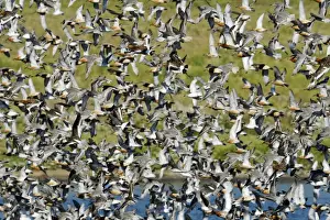 Knot Calidris canutus arriving at high tide roost on pits at Snettisham RSPB Reserve