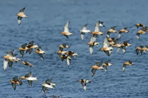 Knot Calidris canutus arriving at high tide roost on pits at Snettisham RSPB Reserve