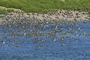 Knot Calidris canutus arriving at high tide roost on pits at Snettisham RSPB Reserve