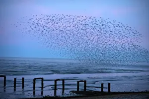 Knot Prints: Knot Calidris canutus coming in off mudflats of The Wash at Snettisham to roost Norfolk