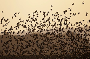 Knot Calidris canutus flock arriving at high tide roost in front of hides at Snettisham Knot Calidris canutus flock arriving at high tide roost in front of hides at Snettisham