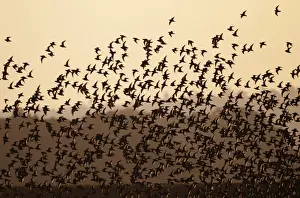 Knot Prints: Knot Calidris canutus flock arriving at high tide roost in front of hides at Snettisham