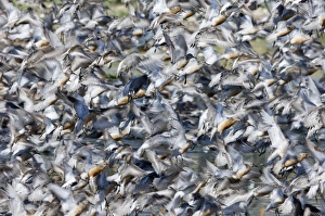 Knot Calidris canutus flock exploding from roost at Snettisham on the Wash Norfolk August Knot Calidris canutus flock exploding from roost at Snettisham on the Wash Norfolk August