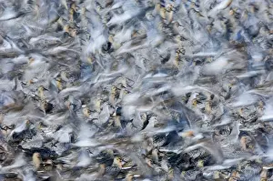 Knot Calidris canutus flock exploding from roost at Snettisham on the Wash Norfolk August