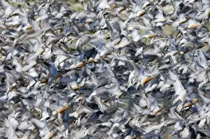 Knot Prints: Knot Calidris canutus flock exploding from roost at Snettisham on the Wash Norfolk August