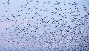 Knot Calidris canutus flock flying in to high tide roost at Snettisham RSPB Reserve Knot Calidris canutus flock flying in to high tide roost at Snettisham RSPB Reserve