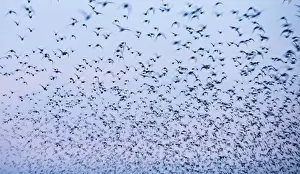 Rspb Reserve Prints: Knot Calidris canutus flock flying in to high tide roost at Snettisham RSPB Reserve