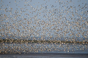 Knot Calidris canutus flocking over the Wash at Snettisham Norfolk prior to high Knot Calidris canutus flocking over the Wash at Snettisham Norfolk prior to high