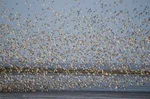 Knot Prints: Knot Calidris canutus flocking over the Wash at Snettisham Norfolk prior to high