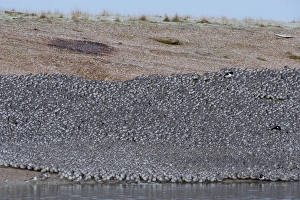 Knot Calidris canutus at high roost on gravel pit at Snettisham RSPB Reserve Norfolk Knot Calidris canutus at high roost on gravel pit at Snettisham RSPB Reserve Norfolk