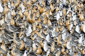 Knot Calidris canutus at high tide roost on island in gravel pit at Snettisham RSPB Knot Calidris canutus at high tide roost on island in gravel pit at Snettisham RSPB