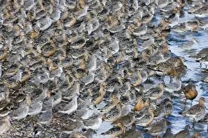 Knot Calidris canutus at high tide roost on island in gravel pit at Snettisham RSPB