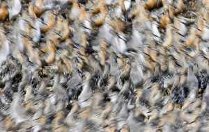 Knot Calidris canutus massing at high tide roost Snettisham pits on the Wash Norfolk July Knot Calidris canutus massing at high tide roost Snettisham pits on the Wash Norfolk July