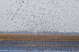 Knot Calidris canutus (Oystercatchers in foreground) arriving at high tide roost Knot Calidris canutus (Oystercatchers in foreground) arriving at high tide roost