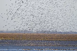 Knot Prints: Knot Calidris canutus (Oystercatchers in foreground) arriving at high tide roost