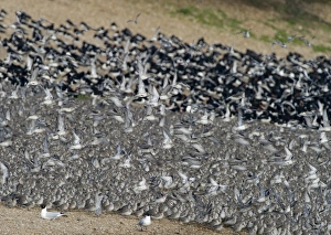 Knot Calidris canutus and Oystercatchers Haematopus ostralegus roosting at Snettisham Knot Calidris canutus and Oystercatchers Haematopus ostralegus roosting at Snettisham