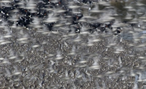 Knot Calidris canutus and Oystercatchers Haematopus ostralegus roosting at Snettisham Knot Calidris canutus and Oystercatchers Haematopus ostralegus roosting at Snettisham
