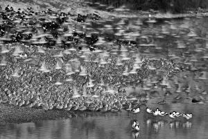 Black And White Prints: Knot Calidris canutus and Oystercatchers Haematopus ostralegus roosting at Snettisham