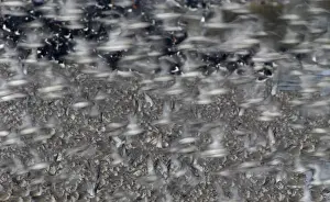Knot Prints: Knot Calidris canutus and Oystercatchers Haematopus ostralegus roosting at Snettisham