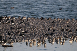 Knot Calidris canutus and a few Oystercatchers at high tide roost on pit at Snettisham Knot Calidris canutus and a few Oystercatchers at high tide roost on pit at Snettisham