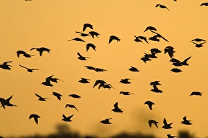 Knot Calidris canutus pouring in off the Wash at Snettisham RSPB Reserve to roost