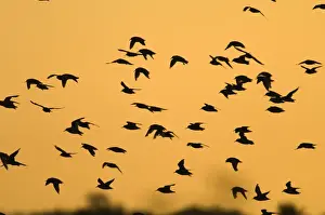 Knot Calidris canutus pouring in off the Wash at Snettisham RSPB Reserve to roost