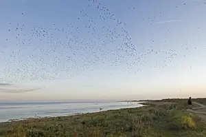 Knot Calidris canutus pouring in off the Wash at Snettisham RSPB Reserve to roost