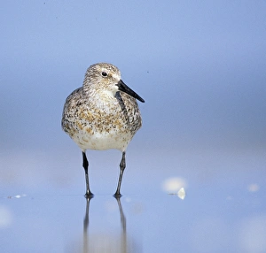 Knot Prints: Knot Calidris canutus Snettisham Norfolk autumn