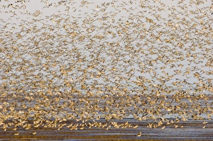 Knot Calidris canutus at Snettisham RSPB Reserve in the Wash North Norfolk September