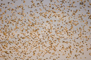 Knot Calidris canutus at Snettisham RSPB Reserve in the Wash North Norfolk September