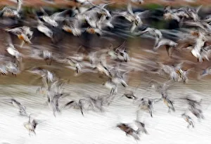 Knot Calidris canutus at Snettisham RSPB Reserve in the Wash North Norfolk September Knot Calidris canutus at Snettisham RSPB Reserve in the Wash North Norfolk September