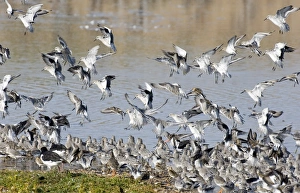 Knot Calidris canutus at Snettisham RSPB Reserve in the Wash North Norfolk September