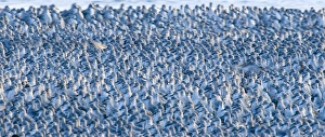Knot Calidris canutus at Snettisham RSPB Reserve in the Wash North Norfolk September Knot Calidris canutus at Snettisham RSPB Reserve in the Wash North Norfolk September